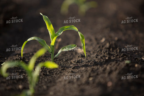 Corn - Early Growth 1051