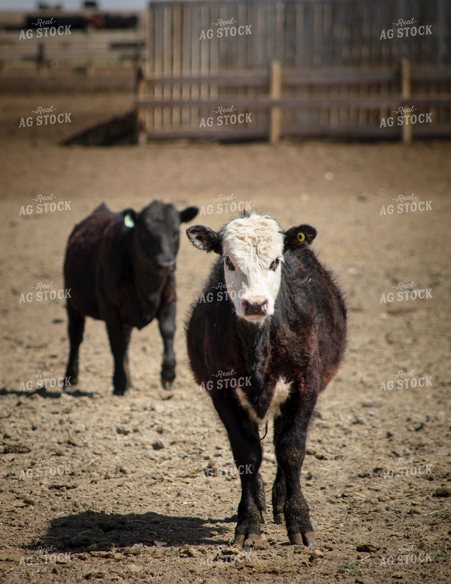 Crossbred Calves in Feedlot 135017