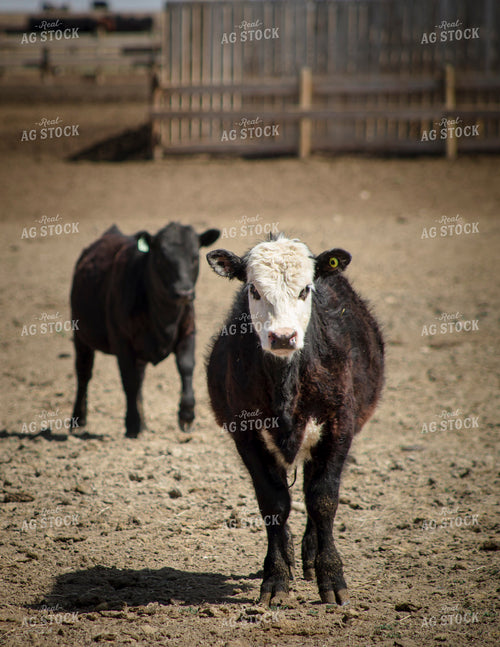 Crossbred Calves in Feedlot 135017