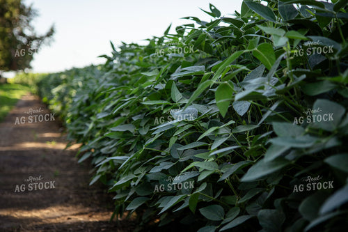 Mid-Season Soybean Field 268149