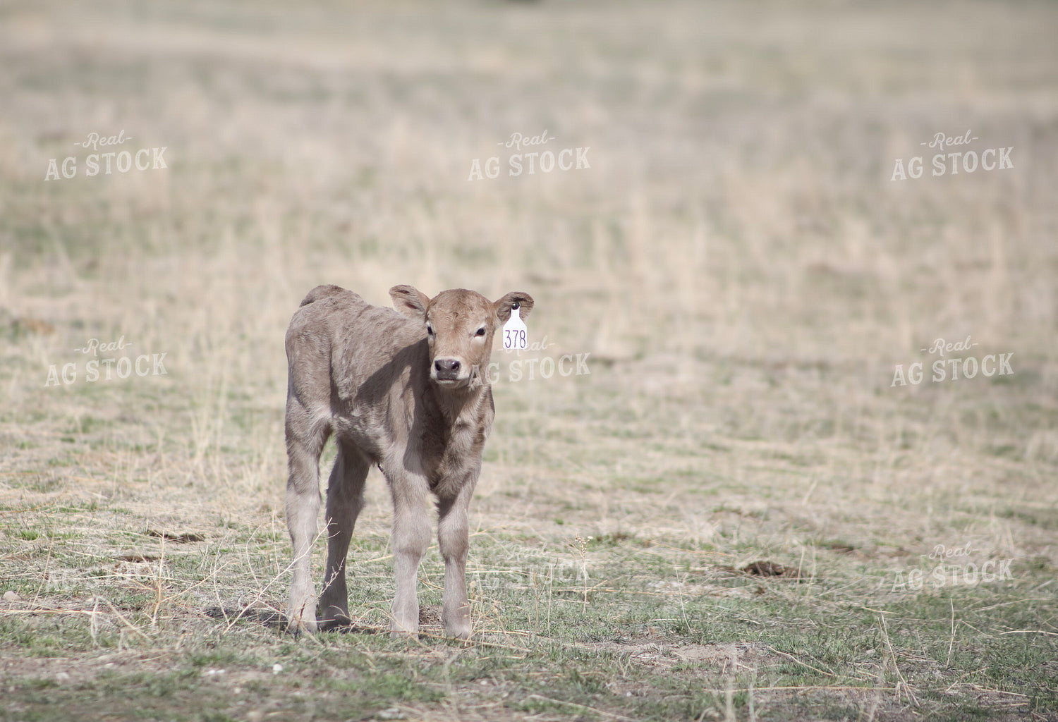 Charlois Calf 117175