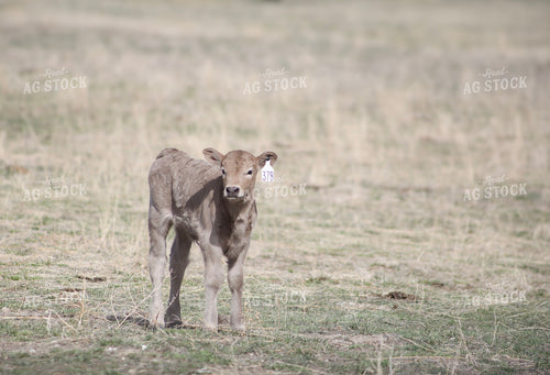 Charlois Calf 117175