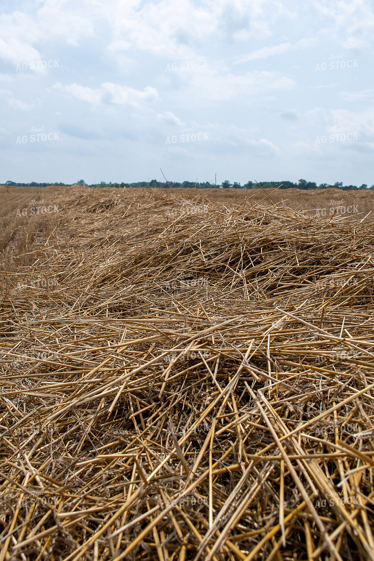 Windrowed Straw 50135