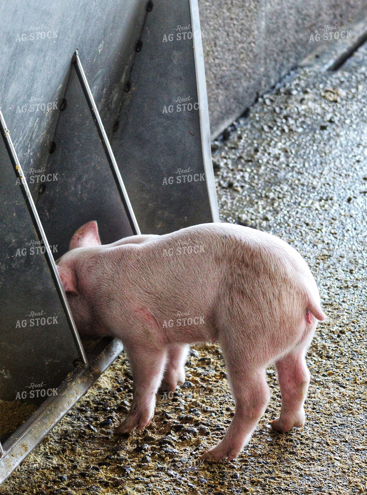 Piglet 141239