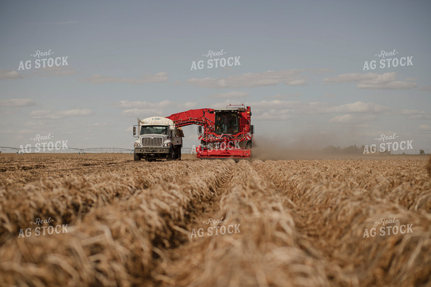 Potato Harvest 135135