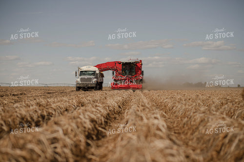 Potato Harvest 135135