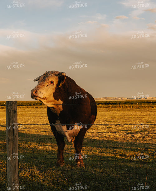 Hereford Bull in Pasture 61096