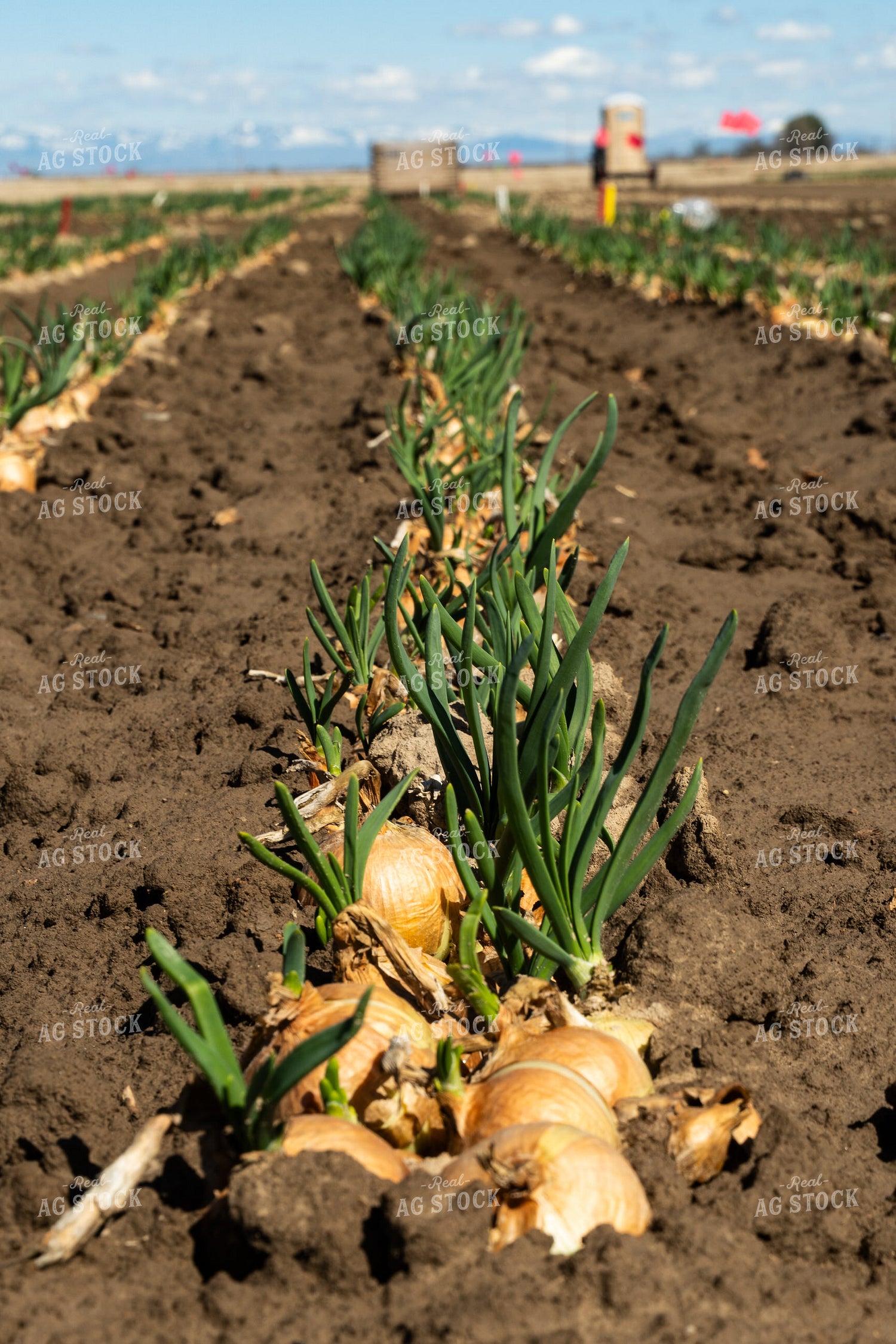 Onion Field 65661