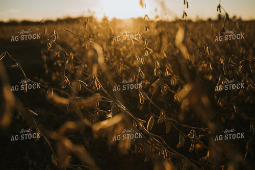 Dried Soybeans in Partially Harvested Field 5091
