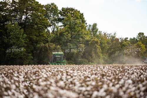 Cotton Harvest 136119