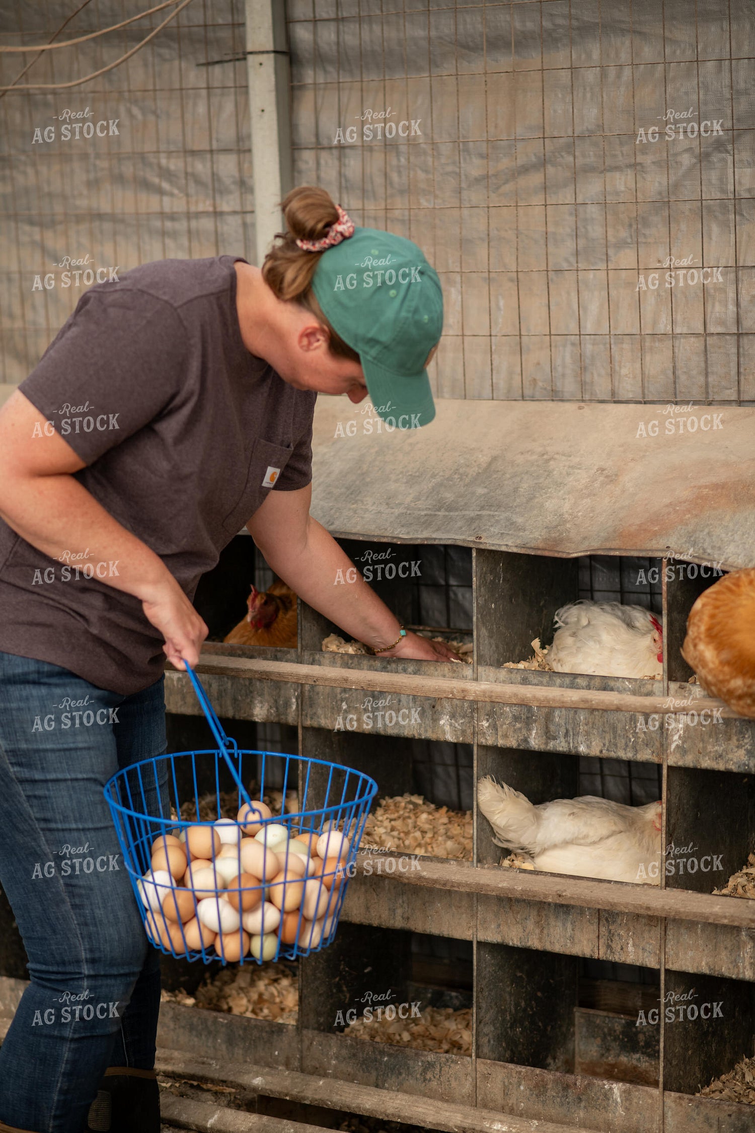 Gathering Eggs 76614