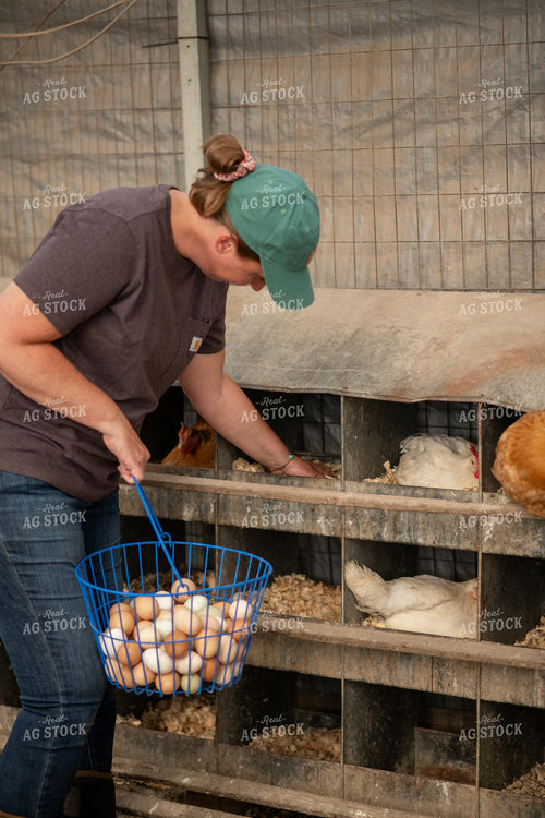 Gathering Eggs 76614
