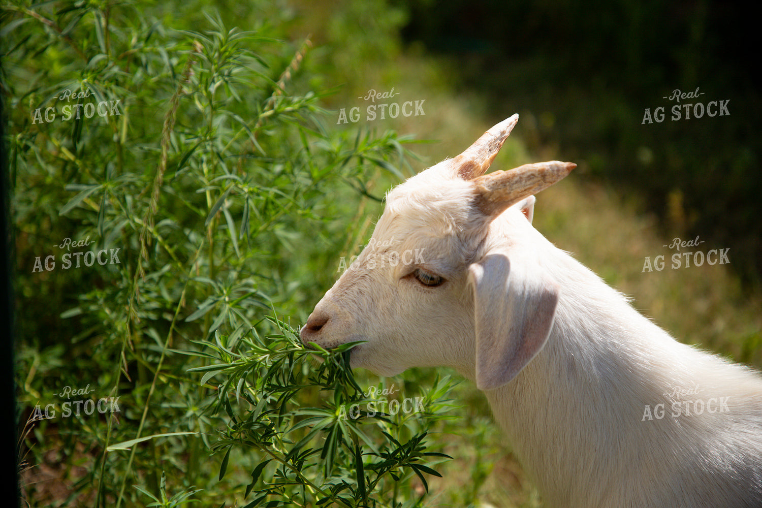 Goat 208073