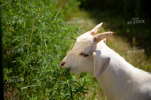 Goat 208073