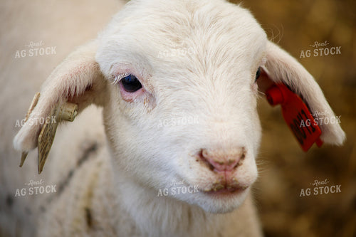 Lamb 84290