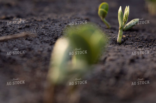 Soybeans - Early Growth 1411