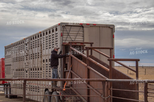 Rancher With Chute in Livestock Trailer 97008