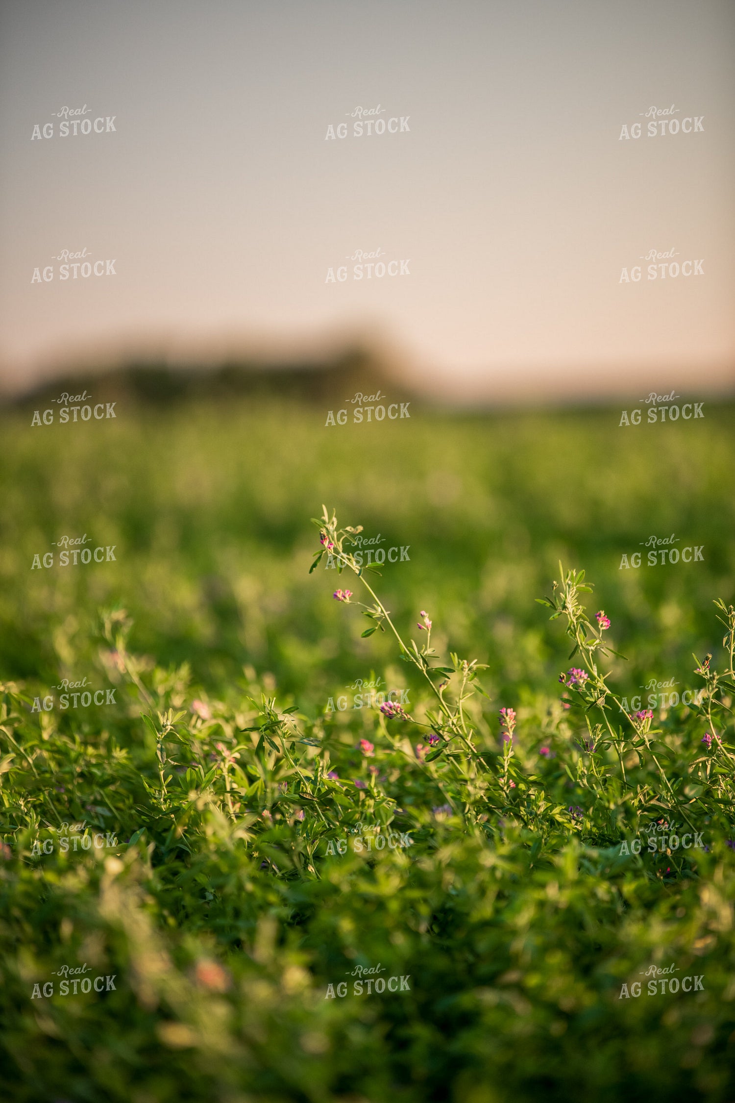 Flowering Alfalfa 76699