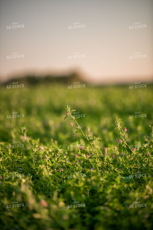 Flowering Alfalfa 76699