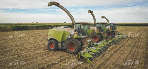 Silage Harvest 56042