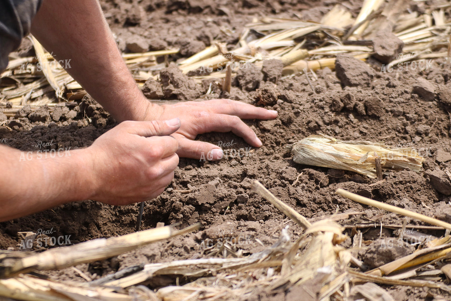 Farmer Checking Seed Depth 82421