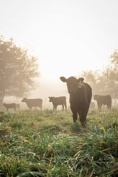 Angus Calves on Foggy Pasture 270428