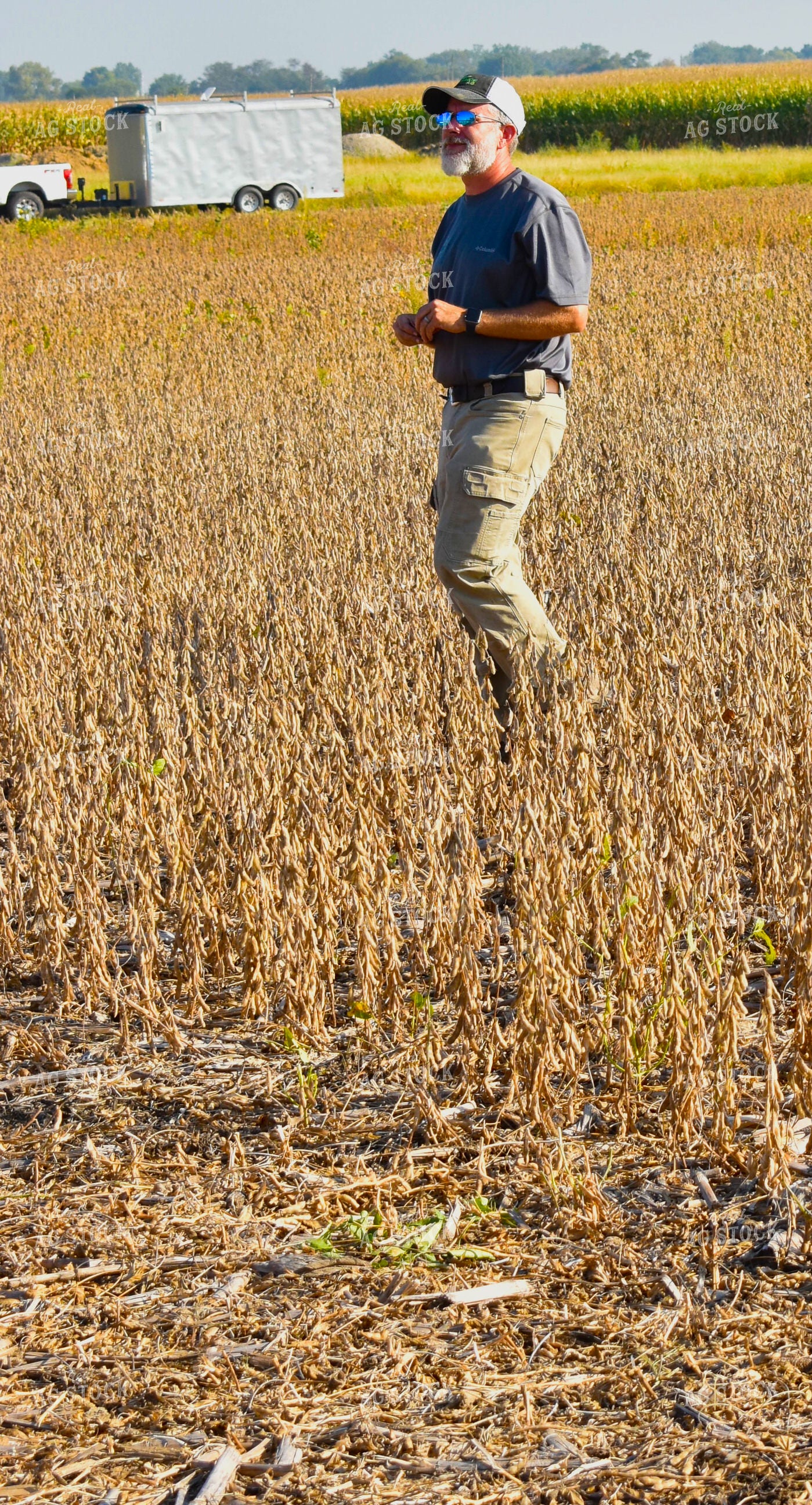 Farmer in Dried Soybean Field 84036