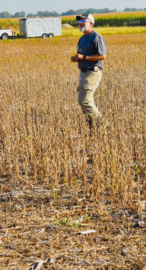 Farmer in Dried Soybean Field 84036