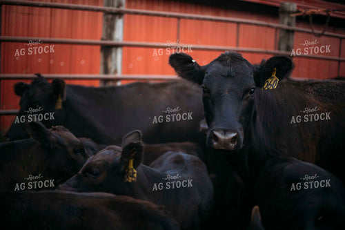 Cattle in Pen 285024