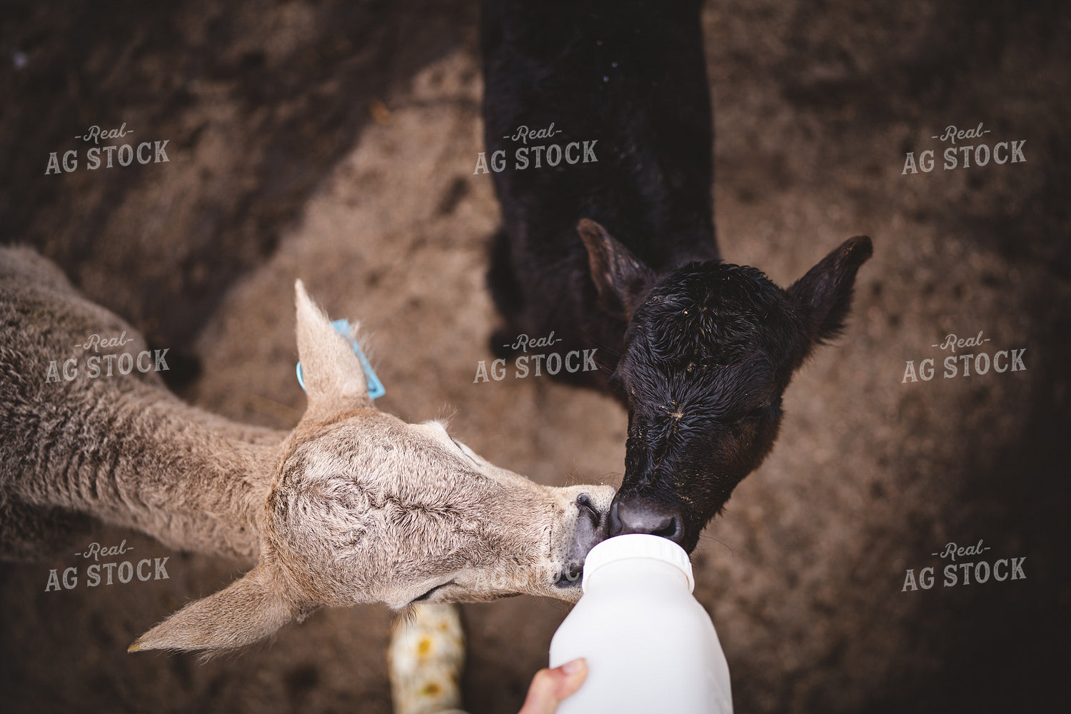 Bottle Calves 196014