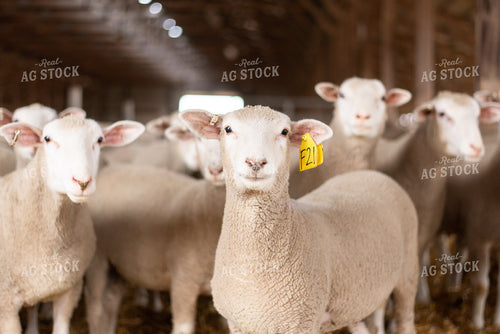 Sheep in Barn 96033