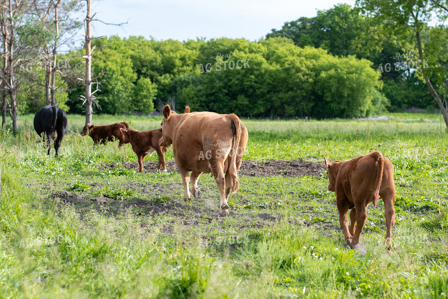 Cow and Calf in Grassy Pasture 50085