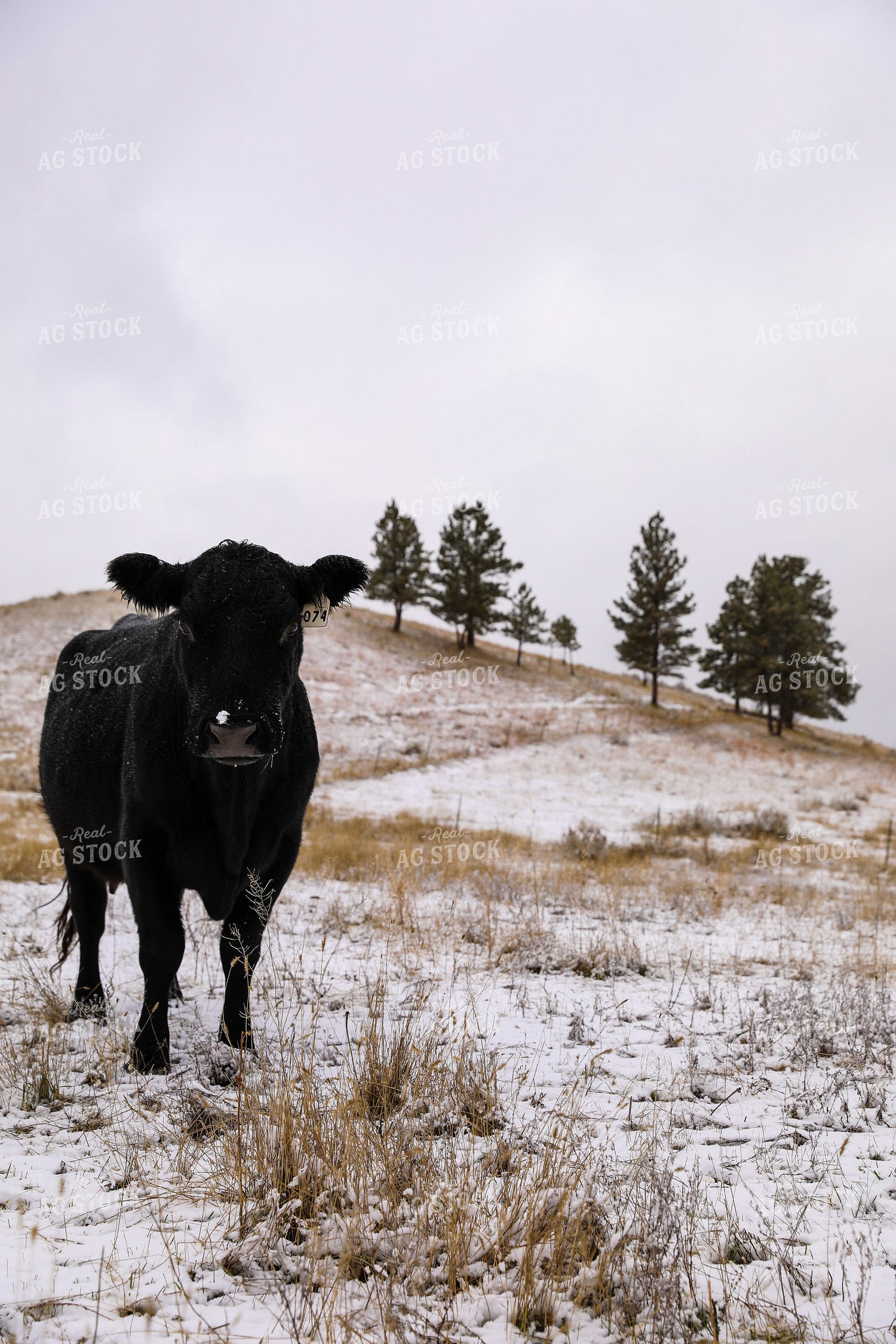 Commercial Black Angus in Winter Pasture 87017