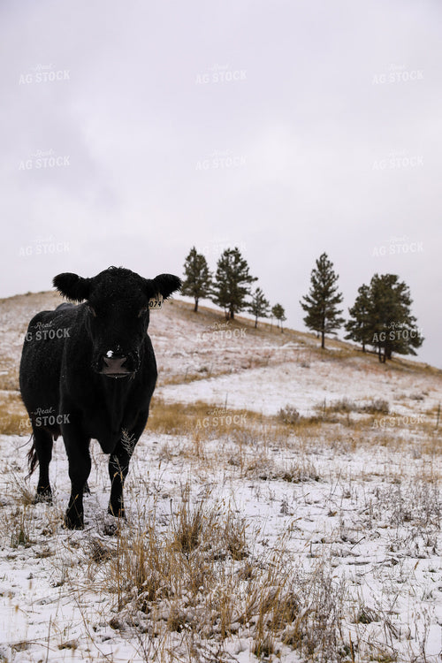 Commercial Black Angus in Winter Pasture 87017