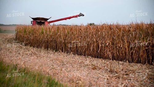 Harvesting Corn with Family in the Cab - 414