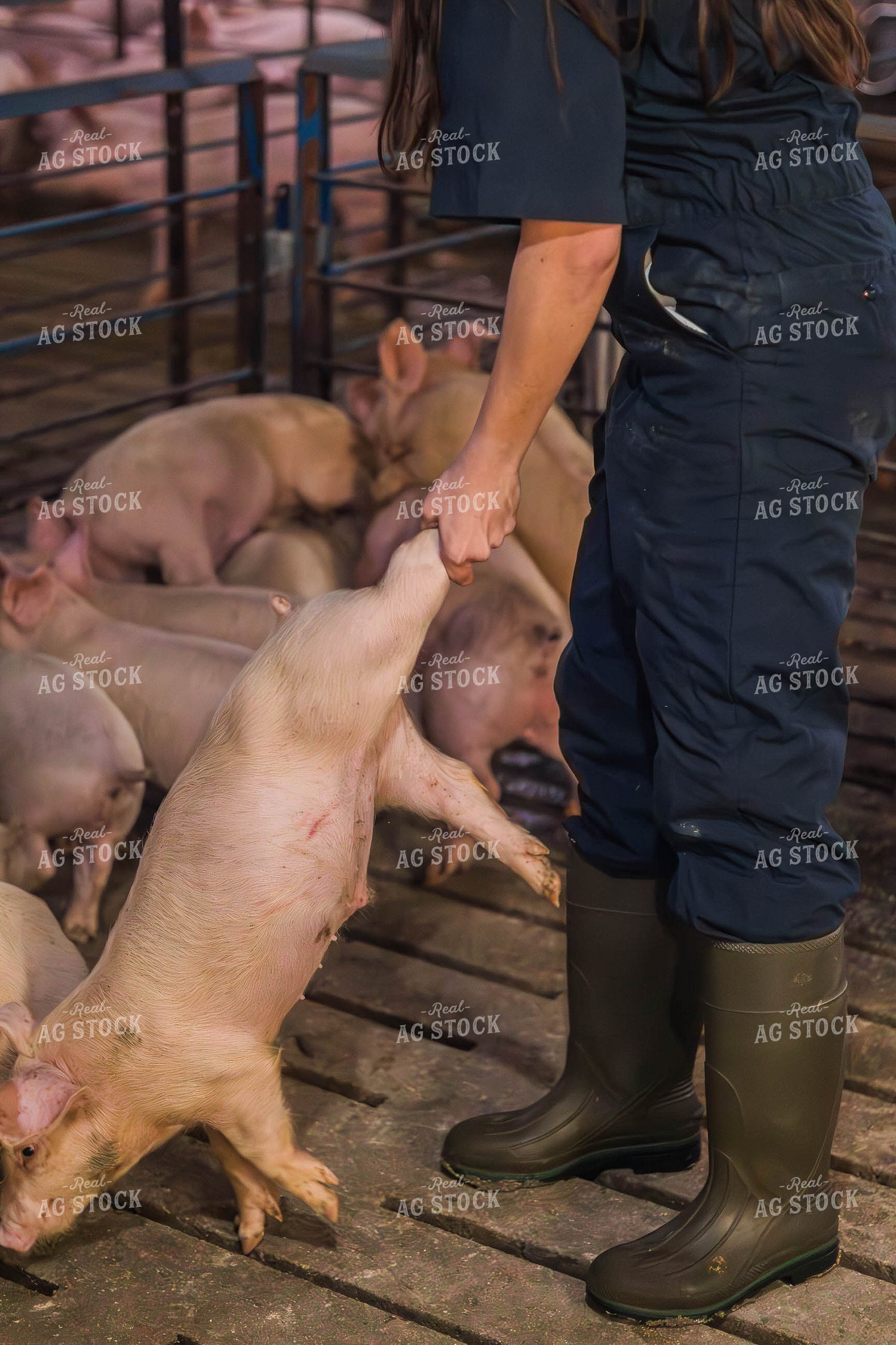 Female Veterinarian Checking Weaned Pigs 289083
