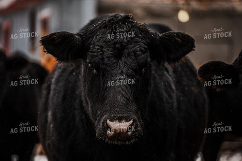 Angus Cattle 195012