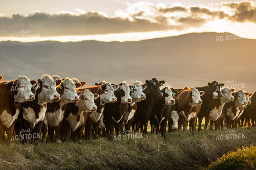 Line of Cattle in Pasture 81074