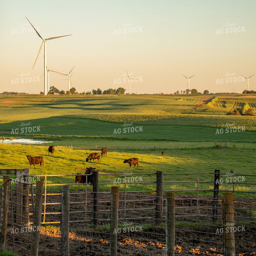 Angus Cattle Grazing in Pasture with Windmills 67107