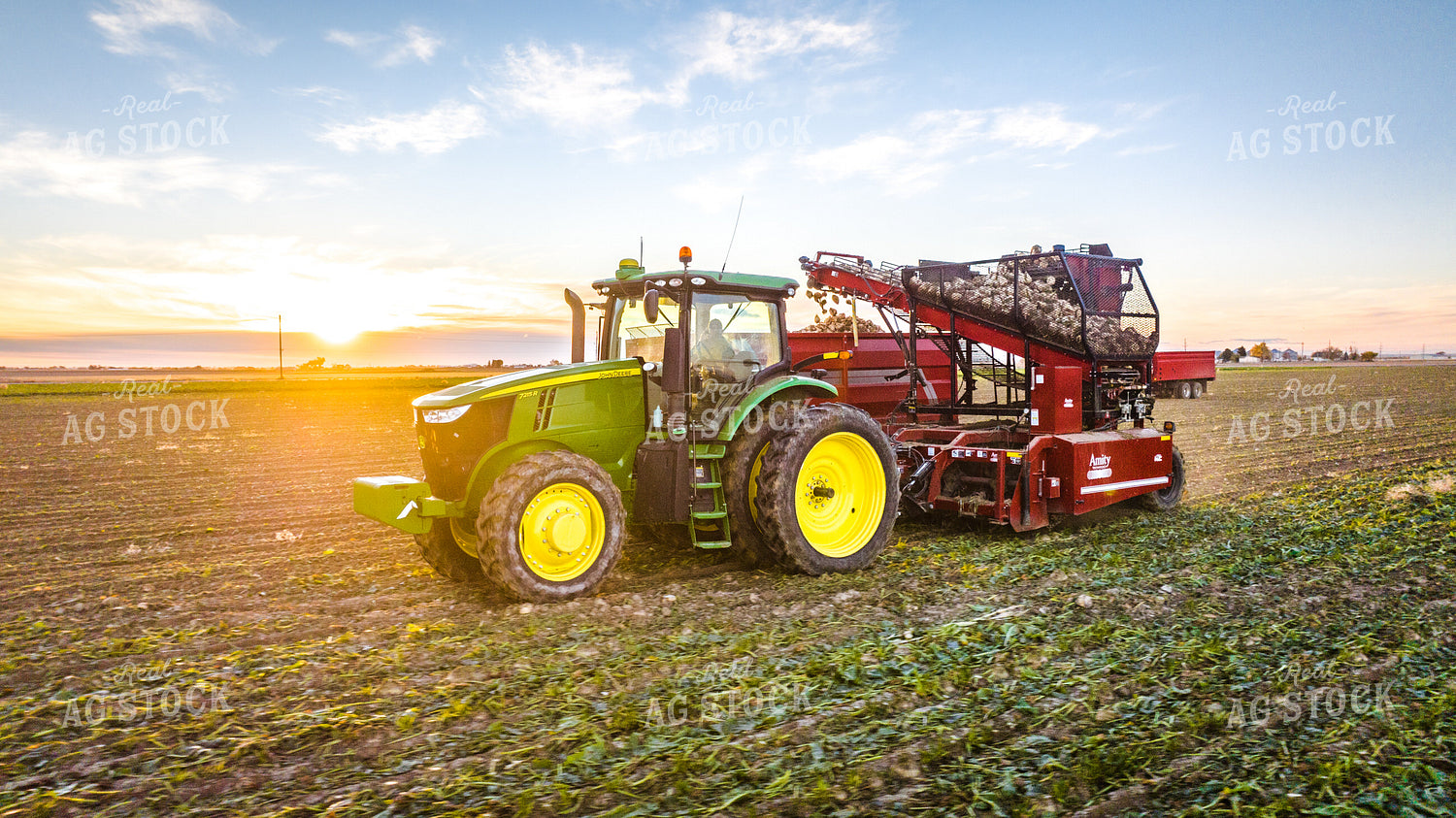 Sugar Beet Harvest 56556