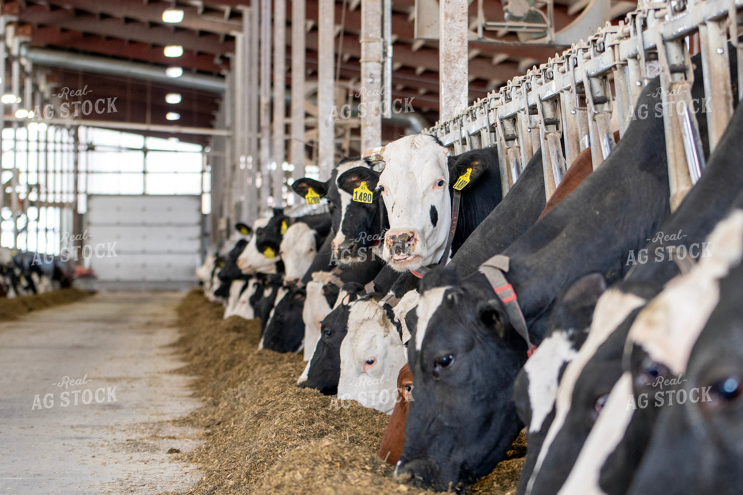 Holstein Cows Eating in Freestall Barn 271008