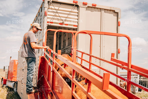 Farmer Loading Cattle into Trailer 97044
