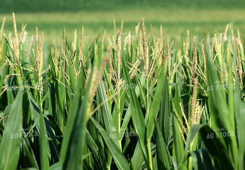 Corn Tassels 141020