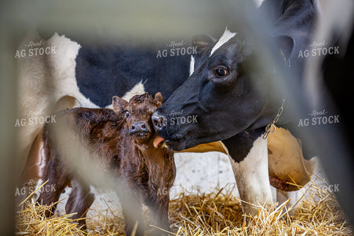 Beef on Dairy Calf 270424