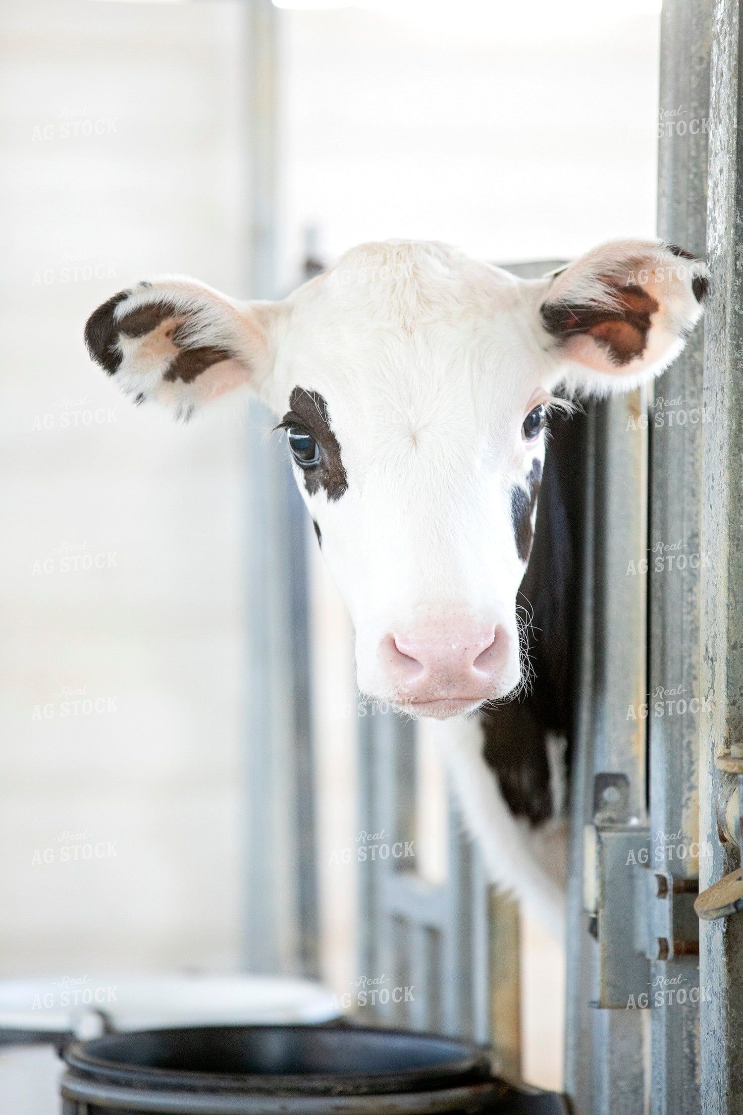 Holstein Calf 55245