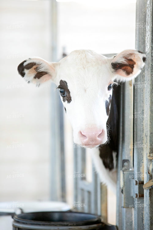 Holstein Calf 55245