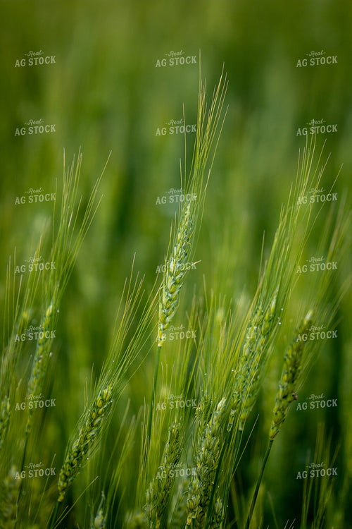 Hard Red Winter Wheat 202015