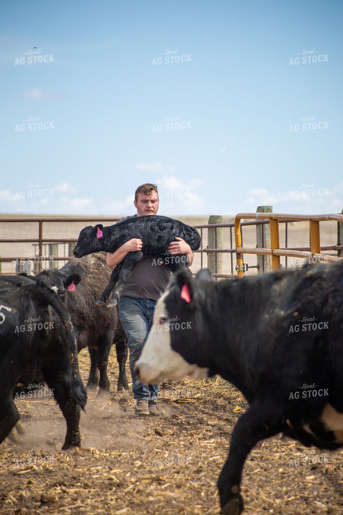 Farmer Checking Cow Calf Pairs 155404