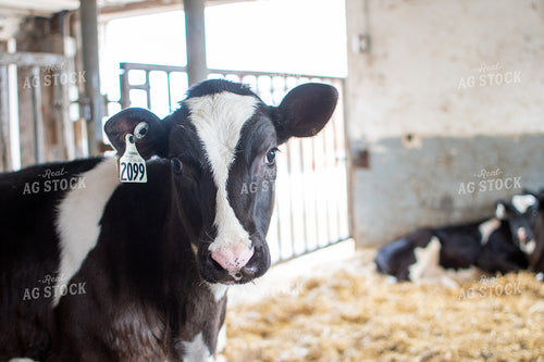 Holstein Cattle in Open Air Cattle Barn 50356