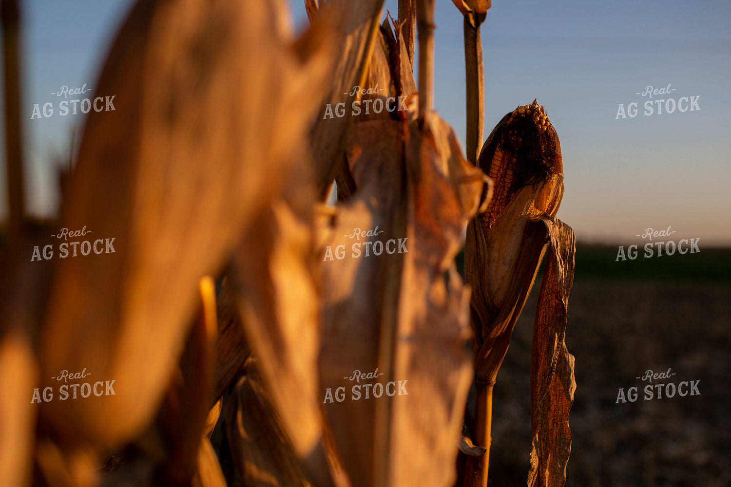 Harvest 2537
